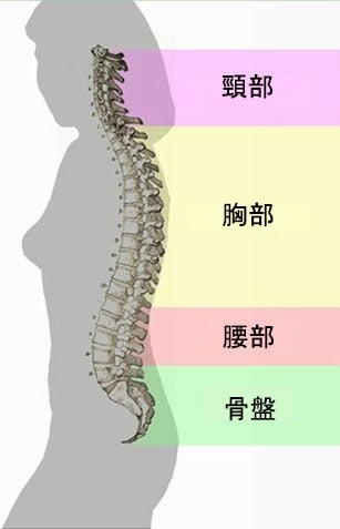 spine2-JP.jpg