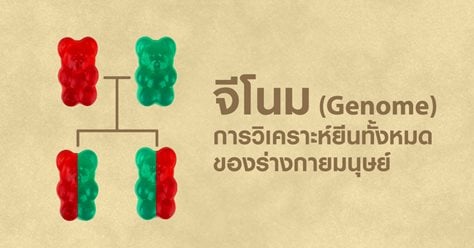 จีโนม(Genome) การวิเคราะห์ยีนทั้งหมดของร่างกายมนุษย์ 