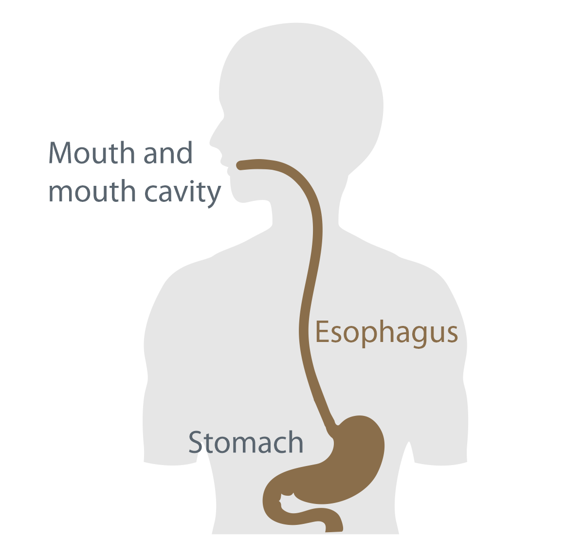 Esophageal-Cancer-Screening.png
